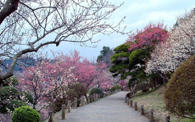 Du khách đổ về Kairakuen để ngắm mùa hoa mận nở rộ